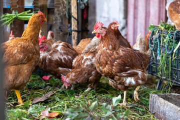 Brown hens foraging for food on farm ground