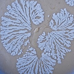 Bacterial Colonies Creating Dendritic Patterns on Agar Plate Surface in Laboratory Conditions Closeup