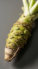 Fresh Whole Wasabi Root Rhizome Close Up on Gray Background