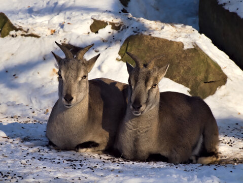 bharal females