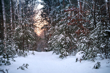 Zimowa leśna ścieżka o zachodzie słońca