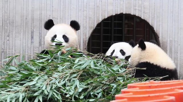 Close up Mother Panda , Xi Dou, and her Cubbies eating Bamboo leaves together