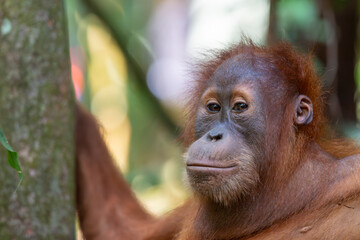 Orangutan resting and looking thoughtful in a natural setting among trees © prelevicm
