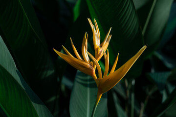 Close-up of vibrant orange Heliconia flower with dark green tropical leaves background, exotic jungle plant