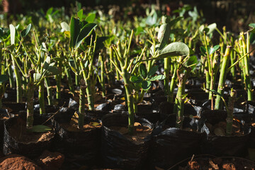 Young green seedlings growing in sunlight at sunset, fresh plants and gardening concept
