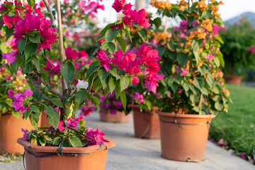 Potted blooming flowers for spring gardening preparation, home garden and seasonal planting concept