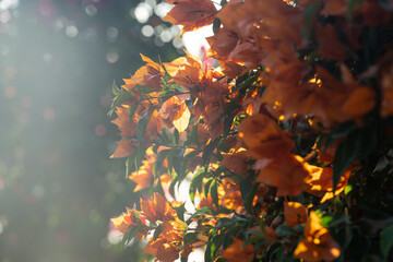 Colorful blooming bougainvillea flowers glowing in warm sunset sunlight, vibrant tropical floral background
