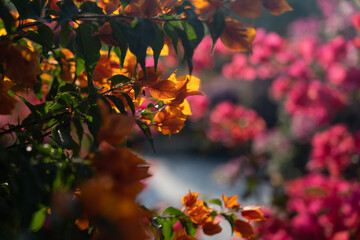 Colorful blooming bougainvillea flowers glowing in warm sunset sunlight, vibrant tropical floral background