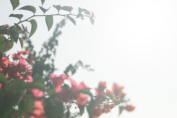 Blooming spring flowers against bright blue sunny sky, natural floral background with copy space