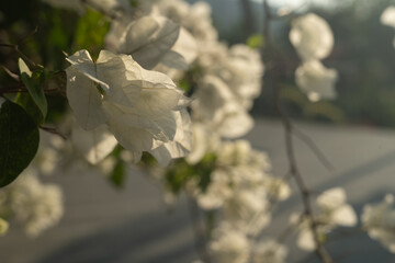 Colorful blooming bougainvillea flowers glowing in warm sunset sunlight, vibrant tropical floral background
