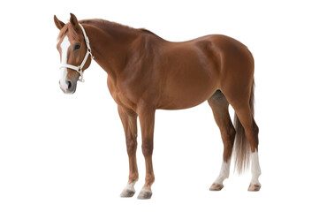 Obraz premium Chestnut horse with halter, isolated animal portrait