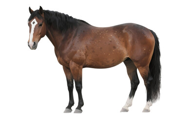 Obraz premium Brown horse with white blaze
