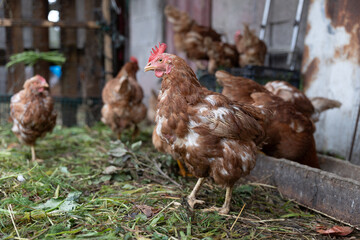 Fototapeta premium Brown hens foraging in free range poultry farm