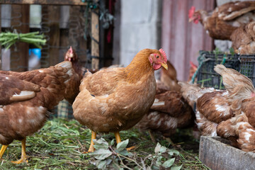 Fototapeta premium Brown hens foraging on ground in farm coop