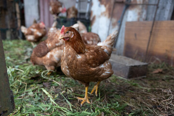 Fototapeta premium Brown hen walking on grass inside farm coop