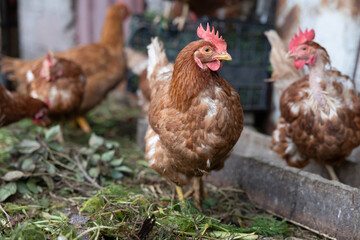 Brown hen standing in farmyard with other poultry