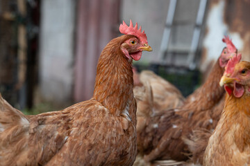 Fototapeta premium Brown hens standing together on a farm