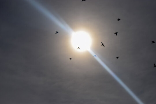 Vol d'oiseaux passant devant le soleil
