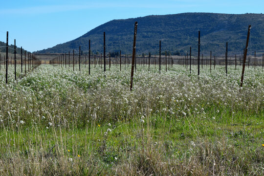 Roquette sauvage (Diplotaxis erucoides) dans une ancienne vigne