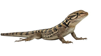 Obraz premium A lizard standing on a transparent background with a black backdrop