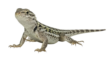 Naklejka premium A large lizard with a spotted pattern is standing on a transparent background