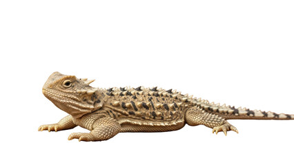 Obraz premium A bearded dragon lizard on transparent background