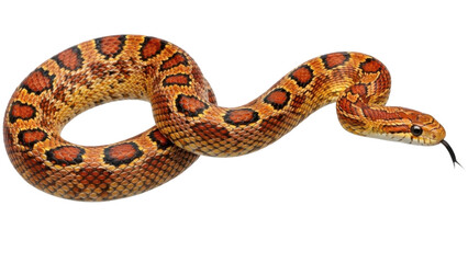 Fototapeta premium A vibrant snake with orange and black markings curled up on transparent background