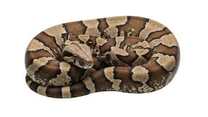 Obraz premium A coiled brown and tan snake with a black background on transparent background
