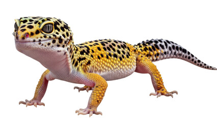 Obraz premium A vibrant leopard gecko standing on a transparent background with a black spot pattern on its yellow and orange scales