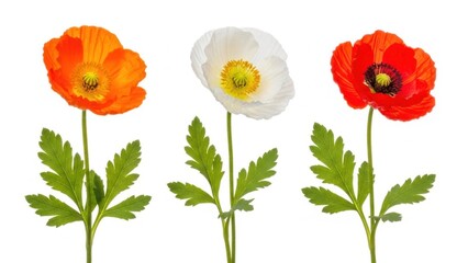 Obraz premium A vibrant and delicate arrangement of three poppy flowers in shades of orange white and red isolated on a clean white background