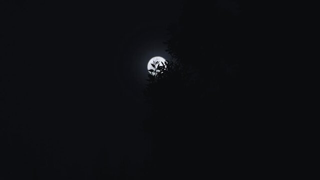 Full moon rising behind dark tree silhouettes against a clear night sky. Natural nocturnal landscape with calm and atmospheric mood, ideal for nature, astronomy, mystery, and nighttime concepts. Real 