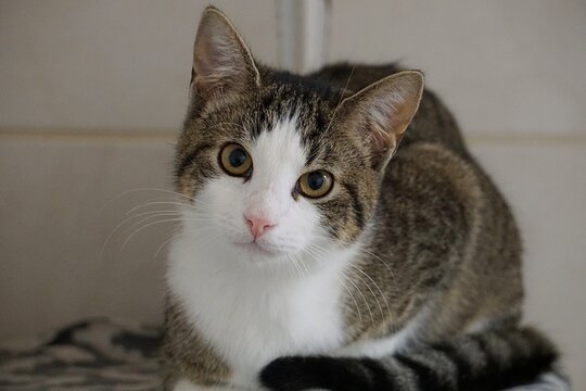 Portrait of a small, cute tabby kitten with white spots perched on a scratching post