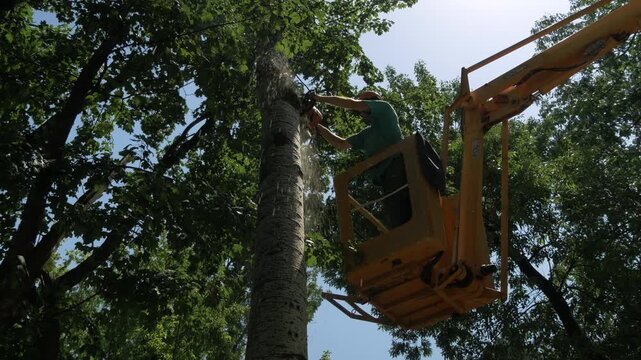 Professional arborist cutting tree trunk with a chainsaw from a bucket truck