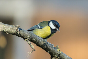 Fototapeta premium Parus major O CINCIALLEGRA IN CERCA DI CIBO IN UNA GIORNATA INVERNALE