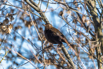 Turdus merula O MERLO IN CERCA DI CIBO IN UNA GIORNATA INVERNALE.