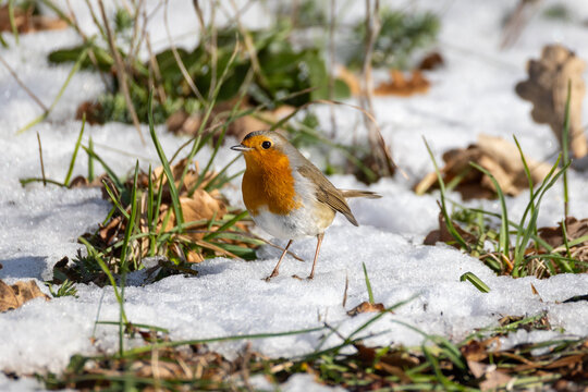 PETTIROSSO IN CERCA DI CIBO IN UNA RIGIDA GIORNATA INVERNALE