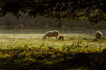 Sheep and young lambs grazing in a dewy meadow in the early morning light near a wire fence