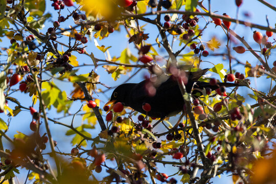 Turdus merula O MERLO IN CERCA DI CIBO IN UNA GIORNATA INVERNALE.