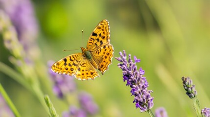 Orange butterfly rests on a lavender flower amidst green foliage in a garden, capturing the beauty of nature on a sunny day with soft lighting