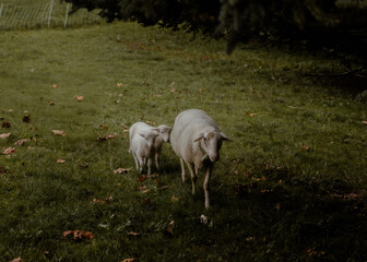 Fototapeta premium A sheep with her twin lambs strolling through a green meadow with autumn leaves at dusk, just minutes before nightfall.