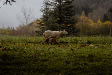 Melancholy autumn landscape with a sheep and her lambs in a rural mountain meadow next to a fence in the fog during autumn.
