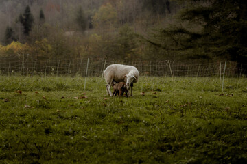 A sheep nursing and caring for her lamb in a verdant rural pasture during autumn at dawn.