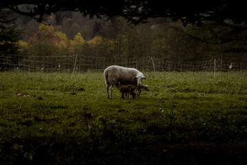 Fototapeta premium Mother sheep nursing her lambs in a rural meadow under the canopy of trees in the last light of day at dusk.