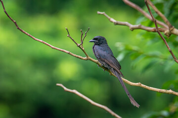 Fototapeta premium Would you like me to generate more descriptive titles for other bird species?