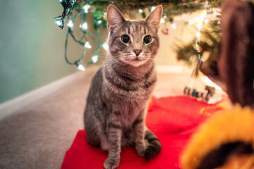 christmas cat © Stanley