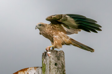 Would you like me to generate a few variations of this description for different stock photography platforms?