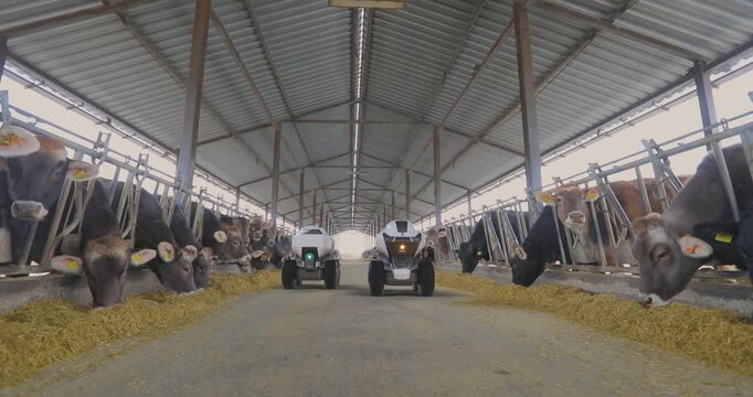 Smart dairy farm inside. Cow Feeding Robot. Autonomous feeder robot works on a smart dairy farm. Concept of agriculture industry and livestock husbandry. Indoors