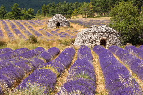 Lavender fields in summer with traditional dry stone bories near Ferrassieres on the Albion Plateau within the Baronnies Provencales Regional Nature Park, Drome, France