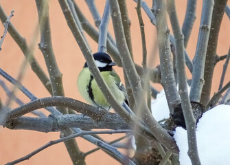 Great tit on a tree branch. Parus major