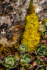 Saxifrage paniculée et mousse sur un rocher montagnard en hiver